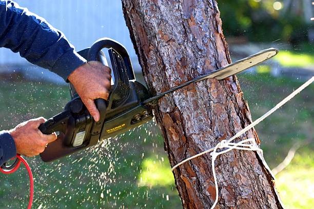 Tree Removal Near Me? Discover Lufkin Environmental’s Services